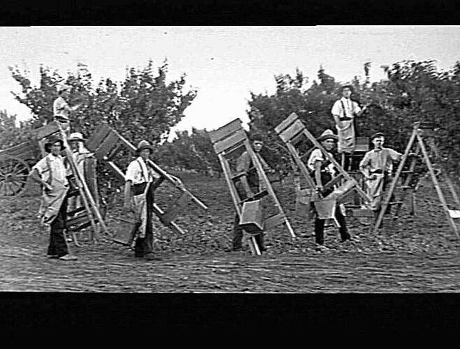 MERRIGUM - PITTS ORCHARD - PRUNNING - GROUP WITH LADDERS