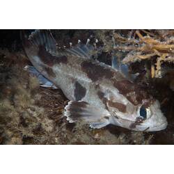 White and brown blotched fish beside reef.