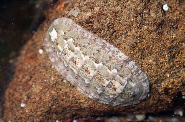 <em>Ischnochiton (Ischnochiton) versicolor</em>, chiton. Bunurong Marine National Park, Victoria.
