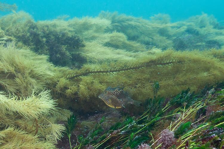 <em>Aracana aurita</em>, Shaw's Cowfish. Bunurong Marine National Park, Victoria.