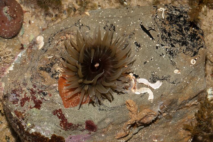 Class Anthozoa, anemone. Bunurong Marine National Park, Victoria.