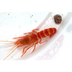Dorsal view of shrimp in a plastic cup.