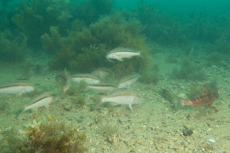 <em>Upeneichthys vlamingii</em>, Bluespotted Goatfish. Portsea Pier, Port Phillip, Victoria.
