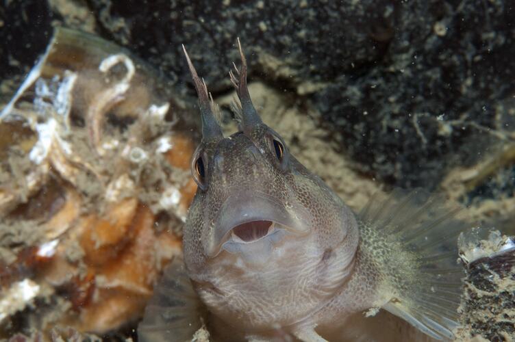 Front view of small pale fish with mouth open.