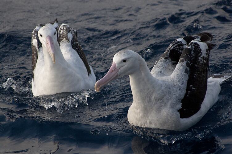 Two white and black seabirds on water.