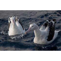 <em>Diomedea exulans</em>, Wandering Albatross
