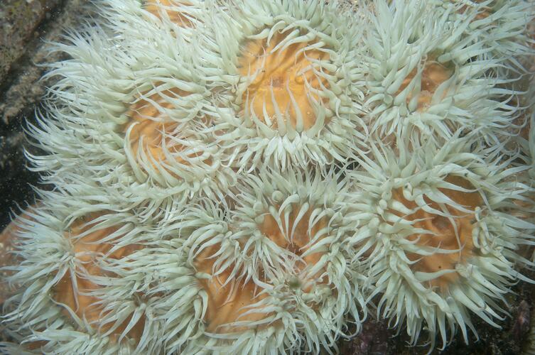 Class Anthozoa, anemone. Port Campbell, Victoria.