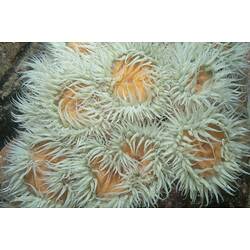 Class Anthozoa, anemone. Port Campbell, Victoria.