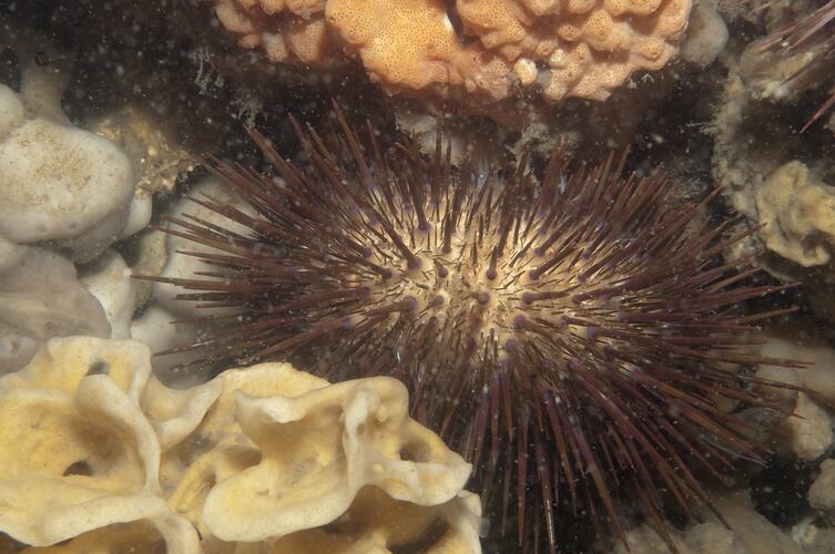 <em>Heliocidaris erythrogramma</em>, Sea Urchin. Western Port, Victoria.