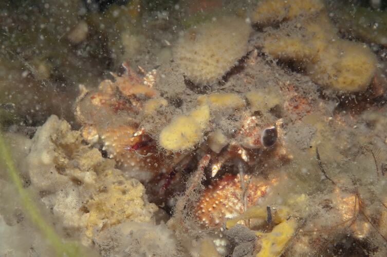 Order Decapoda, decapod. Western Port, Victoria.