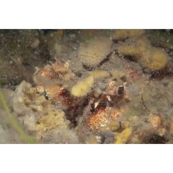 Order Decapoda, decapod. Western Port, Victoria.