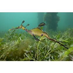 <em>Phyllopteryx taeniolatus</em>, Common Seadragon. Western Port, Victoria.