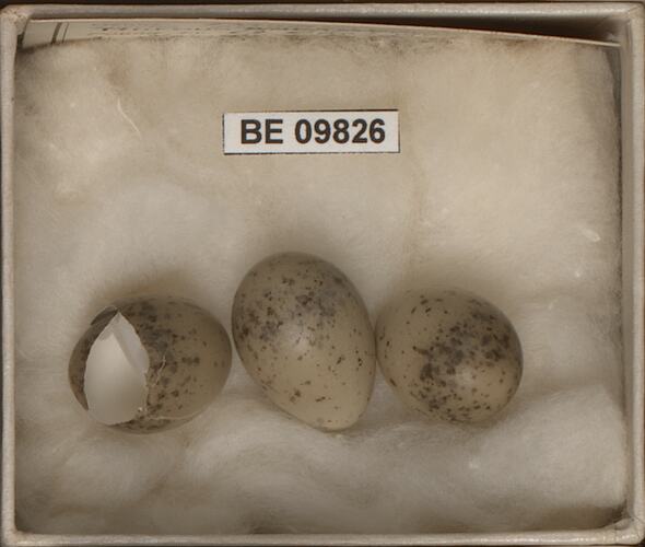 Three bird eggs, one broken, with specimen labels in box.