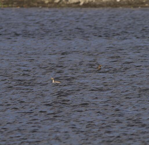 Two brownish birds on lake.