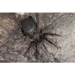 Black spider with long abdomen.