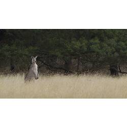 Grey kangaroo standing in dry grass.