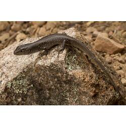 Grey-brown lizard with white spots on rock.