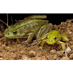 <em>Litoria raniformis</em> (Keferstein, 1867), Southern Bell Frog
