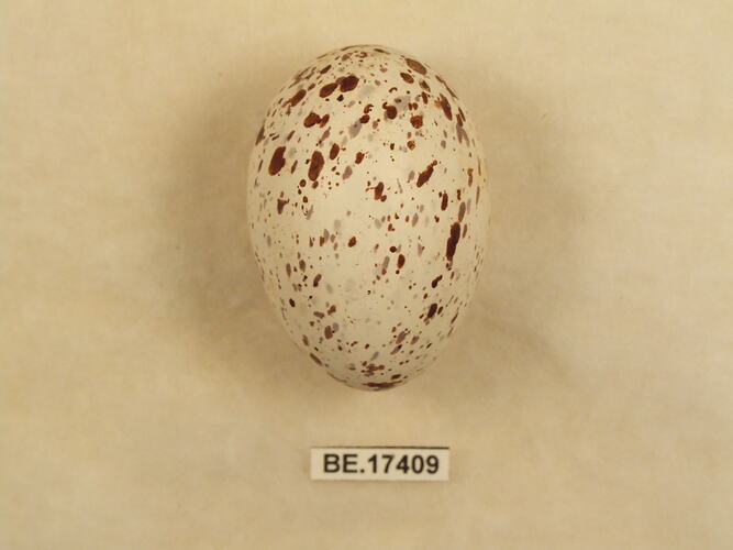Bird egg with specimen label.