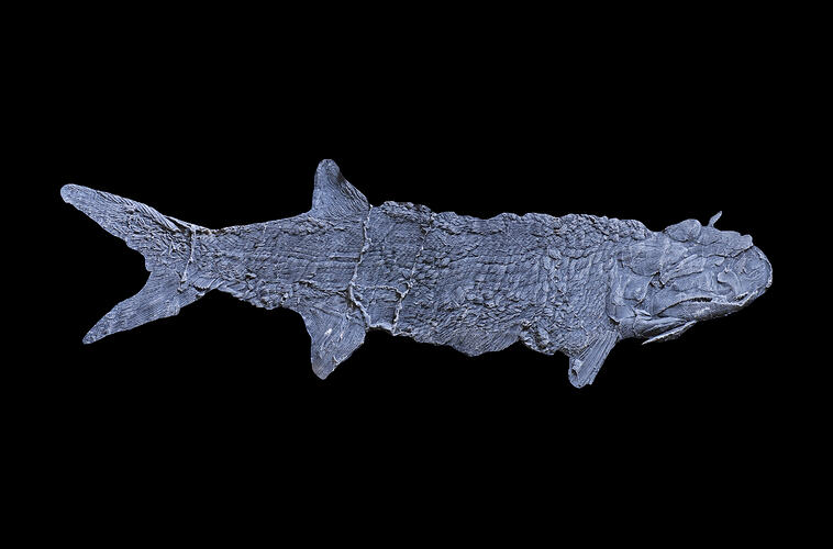 Cast of fossil fish.