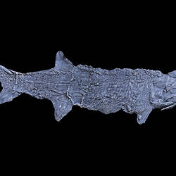 Cast of fossil fish.