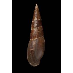 <em>Mitra (Mitra) glabra</em>, Glabra Mitre, shell.  Registration no. F 179300.