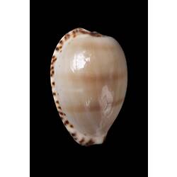 Glossy tan shell with brown spots around its edge.