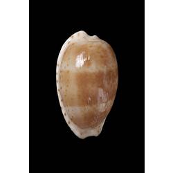 <em>Notocypraea piperita</em>, Peppered Cowry, shell.  Registration no. F 180034.