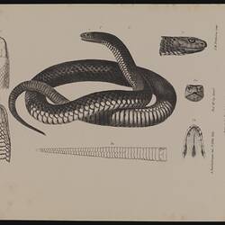 Lithographic proof, single colour (black) - Pseudechys porphyriacus, The Black Snake, by Arthur Bartholomew