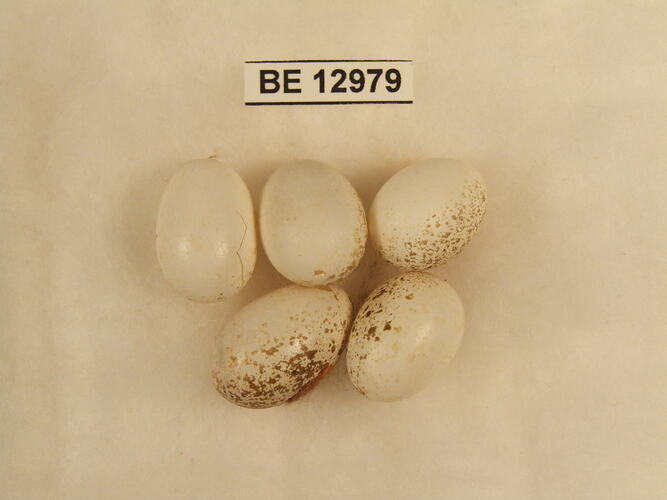 Five bird eggs with specimen label.