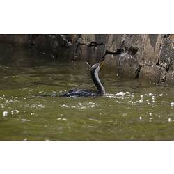 <em>Microcarbo melanoleucos</em>, Little Pied Cormorant. Carlton Gardens, Melbourne, Victoria.