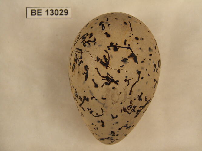 Bird egg with specimen label.