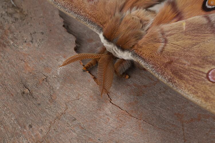 Detail of antennae of brown moth.