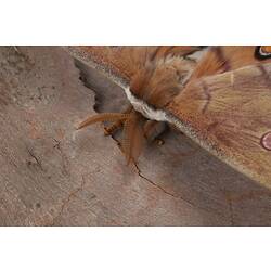 Detail of antennae of brown moth.