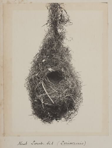 Birds nest, tear-drop shaped with central round opening. Handwritten text below.
