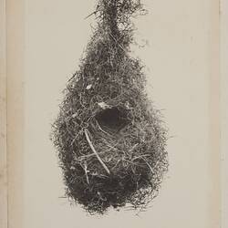 Photograph - Nest of the Yellow-Throated Scrub Wren, by A.J. Campbell, Australia, circa 1895