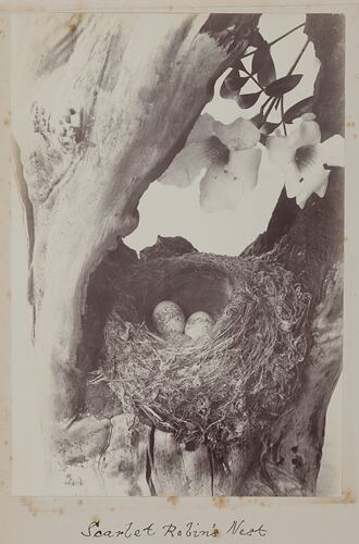 Nest containing two eggs in the fork of a tree. There are two flowers above the nest.