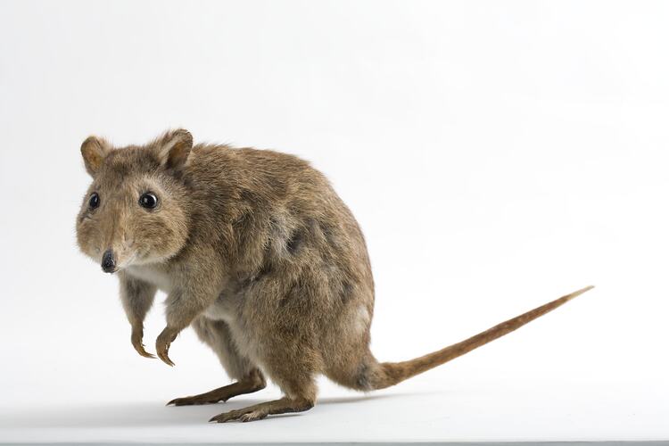 Close-up of taxidermied Long-nosed Potoroo specimen.