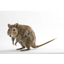 Close-up of taxidermied Long-nosed Potoroo specimen.