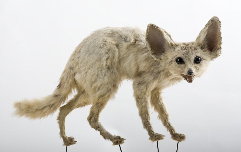 Taxidermied fox specimen with very large ears and pale fur.