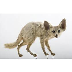 Taxidermied fox specimen with very large ears and pale fur.