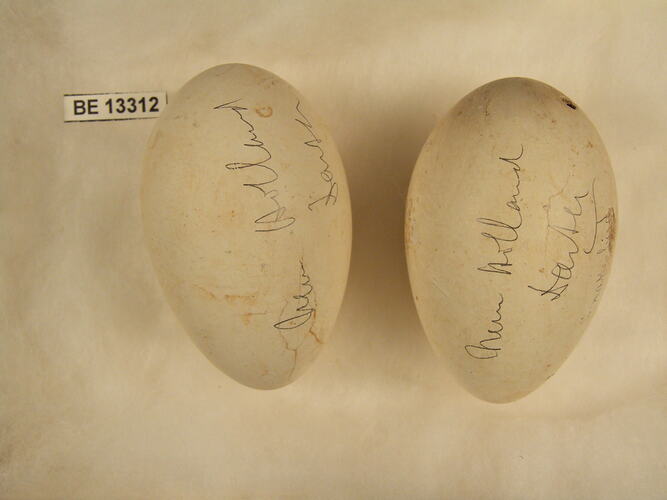 Two bird eggs with specimen label.