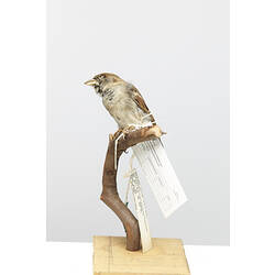 Taxidermied Sparrow with labels mounted on branch.