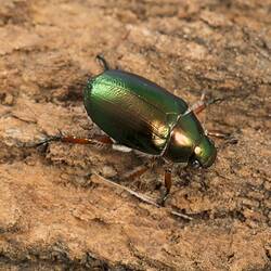 Scarab Beetle.