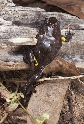 Dark brown frog with yellow splashes climbing up log.