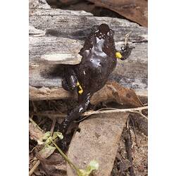 Dark brown frog with yellow splashes climbing up log.