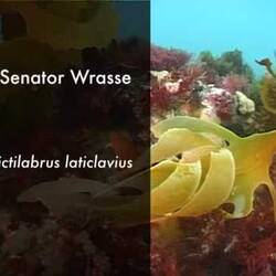 Silent footage of the Senator Wrasse, <em>Pictilabrus laticlavius</em>.