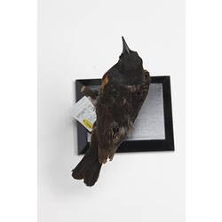 Mount of black bird with orange wing patches, viewed from above.