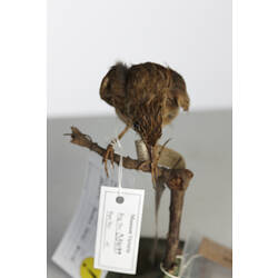 Front view of small brown bird specimen mounted on plinth.