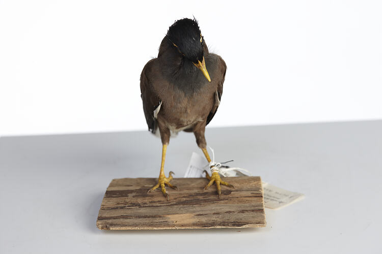 Grey bird specimen with yellow beak mounted on board, front view.